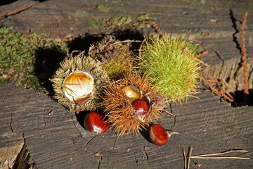 the fruit of the real chestnut, on the forest floor