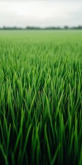 Lush green rice field stretches under a cloudy sky in rural area