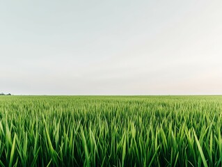 Fototapeta premium Lush green rice field under a clear sky during the day