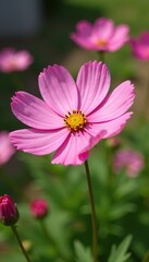 Obraz premium Delicate pink cosmos petals shimmer in sunlight, clear and thin, garden, pink cosmos