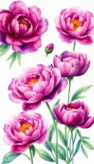 Fototapeta premium Watercolor Purple Peonies in Spring