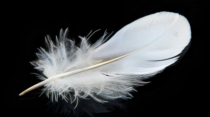 Obraz premium White feather is shown on a black background