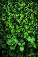 Obraz premium Green clover leaves background with heart-shaped leaves, top view. St. Patrick s Day backdrop