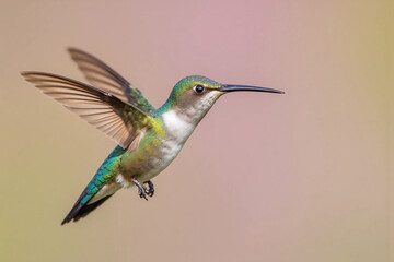 hummingbird in mid flight iridescent feathers long beak