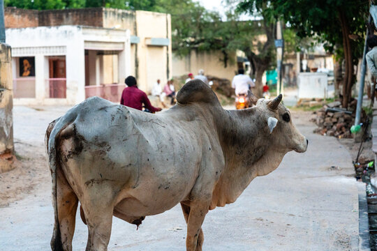 Kuh in den Stra&szlig;en von Mandawa in Rajasthan in Indien