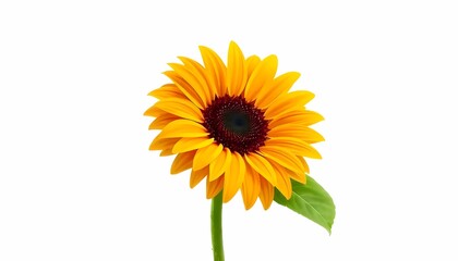 Obraz premium Sunflower 