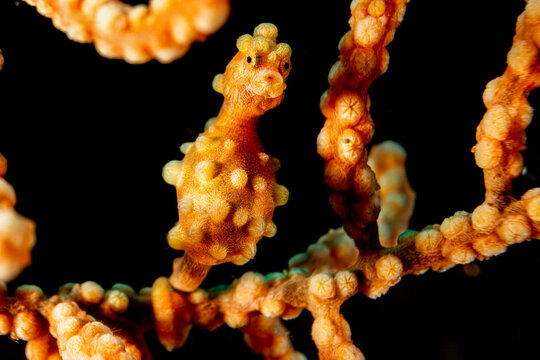 Pygmy Seahorse -Pygm&auml;enseepferdchen - Anilao Philippinen