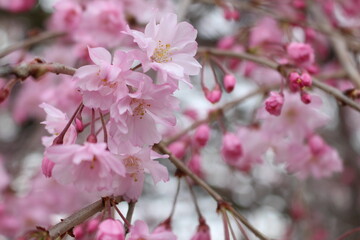 Fototapeta premium 桜