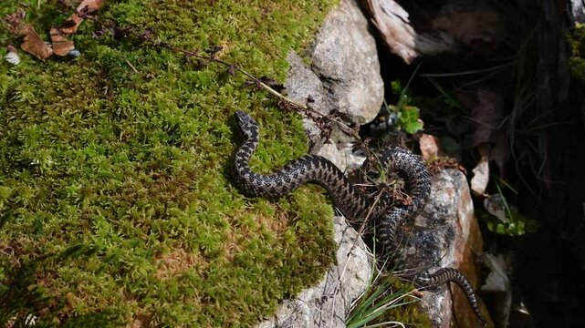 Filmmaterial einer Kreuzotter Schlange auf Boden im Gras mit Laub und Bl&auml;tter im Wald bei Sonnenschein im Sommer, Deutschland