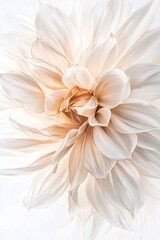 Embracing Elegance With Delicate Light Beige Flower Wallpaper Amidst a Serene and Minimalistic Atmosphere