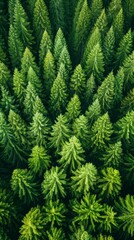 Aerial View of Lush Green Coniferous Forest Featuring Dense Evergreen Trees Under Bright Natural Light Highlighting Varied Shades of Green Leaves