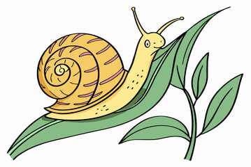 snail on a green leaf © mdaminul