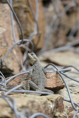 lizard on the ground