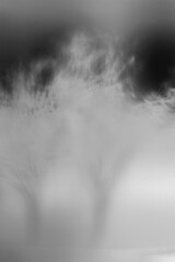 fog in the forest in black and white film negative