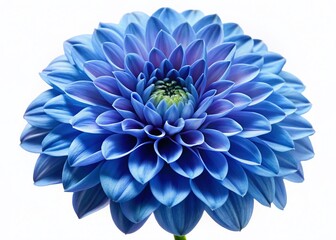 Stunning Close-up Blue Dahlia Flower Isolated on White Background, Perfect for Design Projects