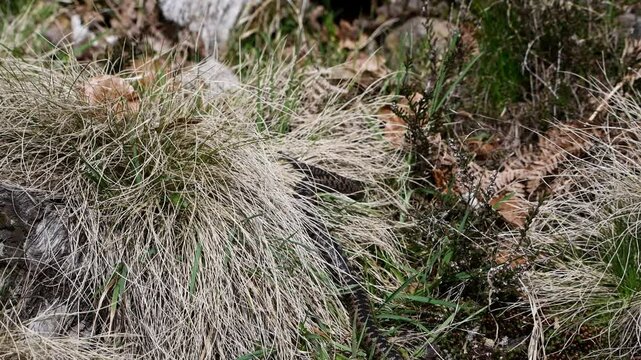Filmmaterial einer Kreuzotter Schlange auf Boden im Gras mit Laub und Bl&auml;tter im Wald bei Sonnenschein im Sommer, Deutschland