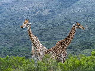 2 Giraffes in the Wild