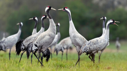 Common crane (Grus grus) in the wild. Early morning on swamp erens.