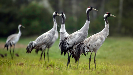 Common crane (Grus grus) in the wild. Early morning on swamp erens.