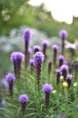 Flowers in the garden