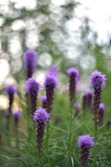 Flowers in the garden