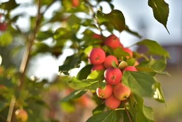 Apples in the garden 