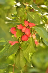 Red apples in the garden 