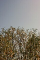 trees and sky