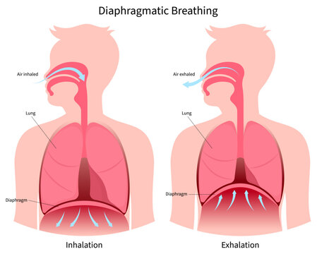 Anterior view of Diaphragmatic deep breathe exercise techniques for stress relief or relax and lung anatomy medical