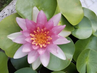 pink lotus