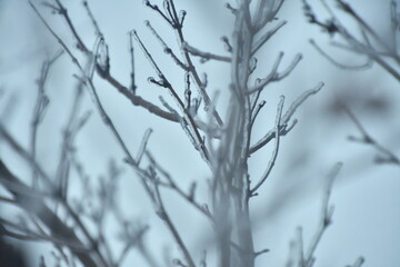 Ice on Tree Limbs