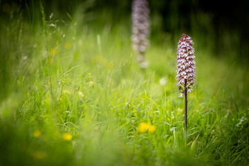 Orchis purpurea. This type of orchid grows mainly in Central Europe. In the Czech Republic it grows in Central, Eastern and Northern Bohemia. Moravia-more locations. Beautiful nature photos. Free natu