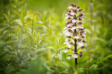 Orchis purpurea. This type of orchid grows mainly in Central Europe. In the Czech Republic it grows in Central, Eastern and Northern Bohemia. Moravia-more locations. Beautiful nature photos. Free natu
