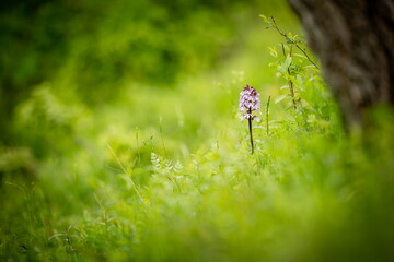 Orchis purpurea. This type of orchid grows mainly in Central Europe. In the Czech Republic it grows in Central, Eastern and Northern Bohemia. Moravia-more locations. Beautiful nature photos. Free natu