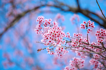 pink cherry blossoms on sky background.