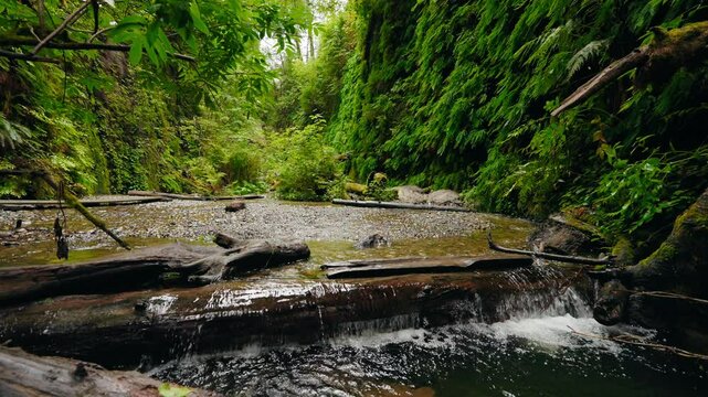 Peaceful forest stream flowing through fern canyon in the Redwoods