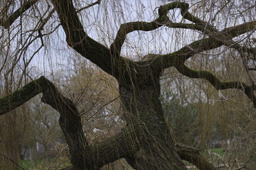 Grand Arbre en hiver