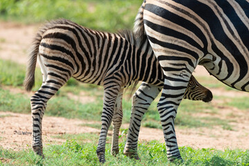 Zèbre de Burchell,.Equus quagga burchelli, Parc national Kruger, Afrique du Sud