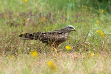 Milan royal,.Milvus milvus , Red Kite