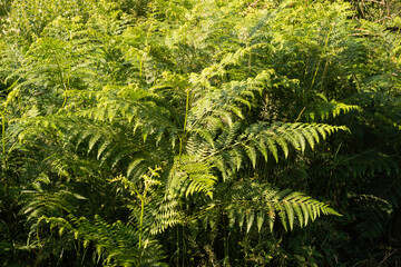 Fougère femelle, Athyrium filix femina