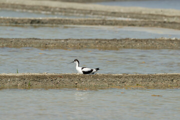 Avocette élégante, nid, Recurvirostra avosetta, Pied Avocet, marais salants , île de Noirmoutier, 85, Vendée, France