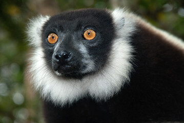 Vari noir et blanc, Varecia variegata, Lémur, Lémurien, Madagascar