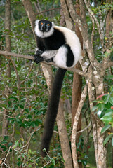 Vari noir et blanc, Varecia variegata, Lémur, Lémurien, Madagascar