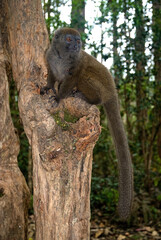 Hapalémur gris, lémurien, Hapalemur griseus, Madagascar