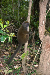 Hapalémur gris, lémurien, Hapalemur griseus, Madagascar