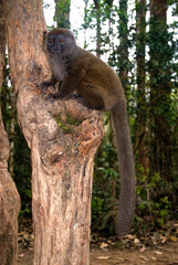 Hapalémur gris, lémurien, Hapalemur griseus, Madagascar