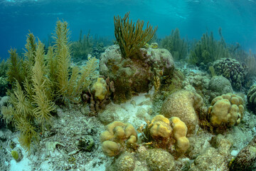 Beautiful underwater scene showing the diversity of coral species and other aquatic organisms with vibrant colors in crystal clear waters off the island of Bonaire in the Caribbean