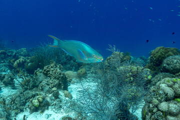 Beautiful underwater scene showing the diversity of coral species and other aquatic organisms with vibrant colors in crystal clear waters off the island of Bonaire in the Caribbean
