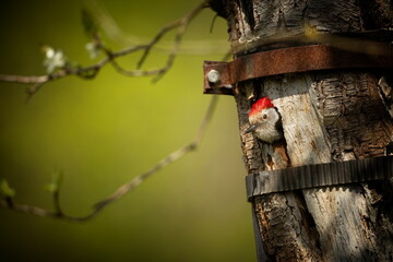 Dendrocopos major. Wild nature of the Czech Republic. Evening photography. Free nature. Beautiful picture. Photos of nature. Bird on the tree. From bird life. Nature. Forest. Spring nature. Expanded i