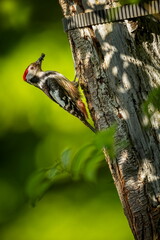 Dendrocopos major. Wild nature of the Czech Republic. Evening photography. Free nature. Beautiful picture. Photos of nature. Bird on the tree. From bird life. Nature. Forest. Spring nature. Expanded i